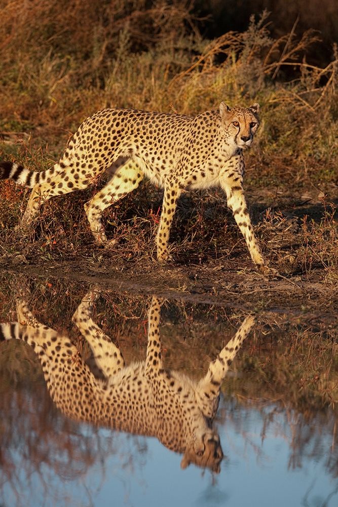 Namibia Adult cheetah reflecting in water